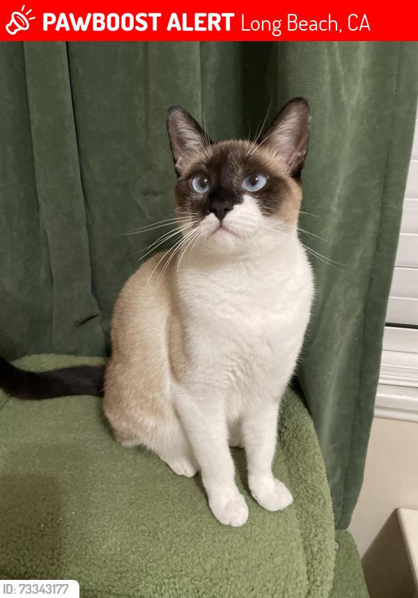Lost Female Cat last seen Monlaco rd and woodruff st, Long Beach, CA 90808