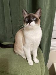 Lost Female Cat last seen Monlaco rd and woodruff st, Long Beach, CA 90808