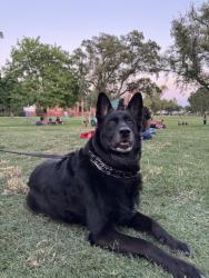 Reunited Female Dog last seen Near W Harding Way, Stockton, CA 95203, USA, Stockton, CA 95203