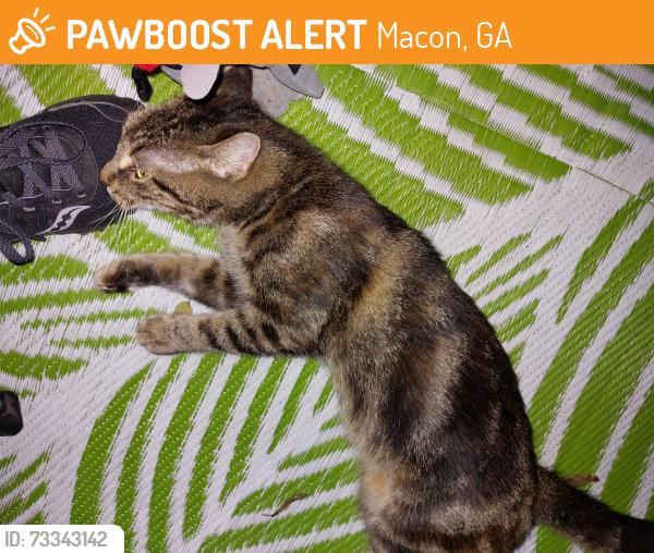 Found/Stray Female Cat last seen Off Newberg near Beulahland church, Macon, GA 31206