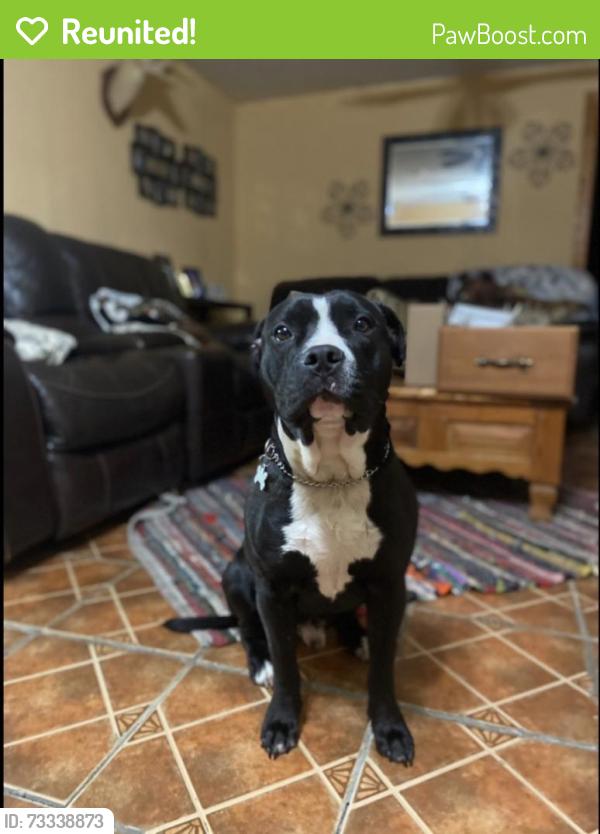 Reunited Male Dog last seen Fm1488/ Laneview Rd/ Oakridge rd, Hempstead, TX 77445