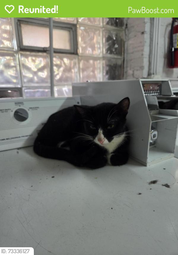 Reunited Male Cat last seen Broadway & Ardmore, Chicago, IL 60660