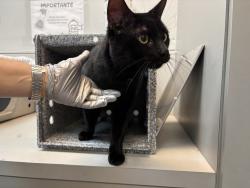 Shelter Stray Male Cat last seen Near E 102 Street, NEW YORK, NY, 10029, 326 E 110th St, New York, NY 10029, USA