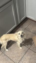 Lost Female Dog last seen Dartmouth and Johnston, Hemet, CA 92544