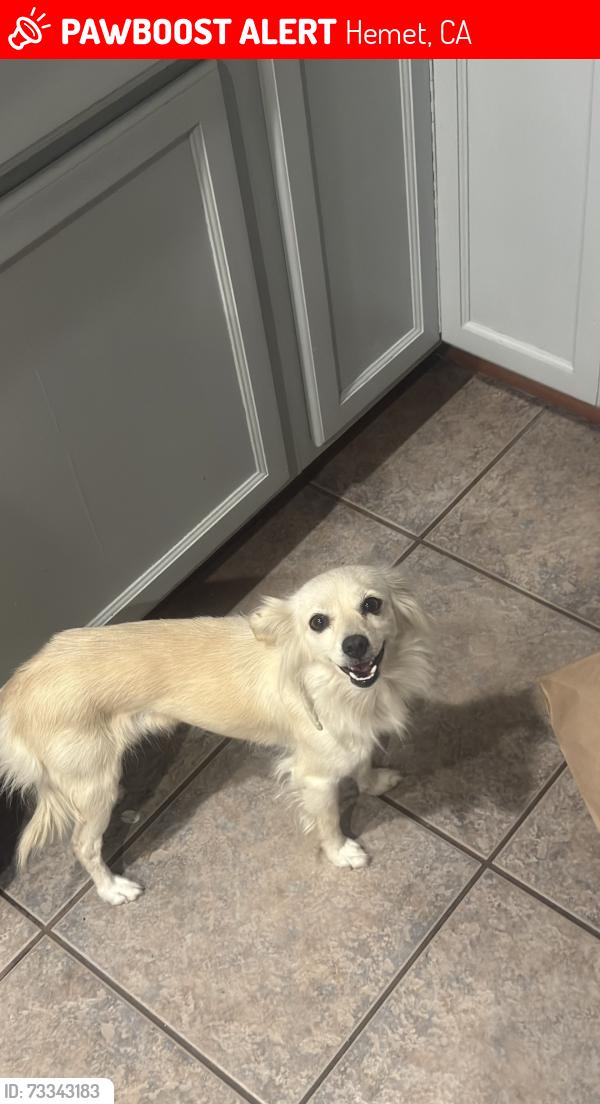 Lost Female Dog last seen Dartmouth and Johnston, Hemet, CA 92544