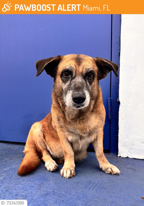 Found/Stray Female Dog last seen Near NW 36th Ave Miami, FL 33147 United States, Miami, FL 33147