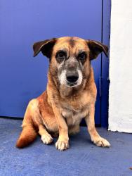 Found/Stray Female Dog last seen Near NW 36th Ave Miami, FL 33147 United States, Miami, FL 33147