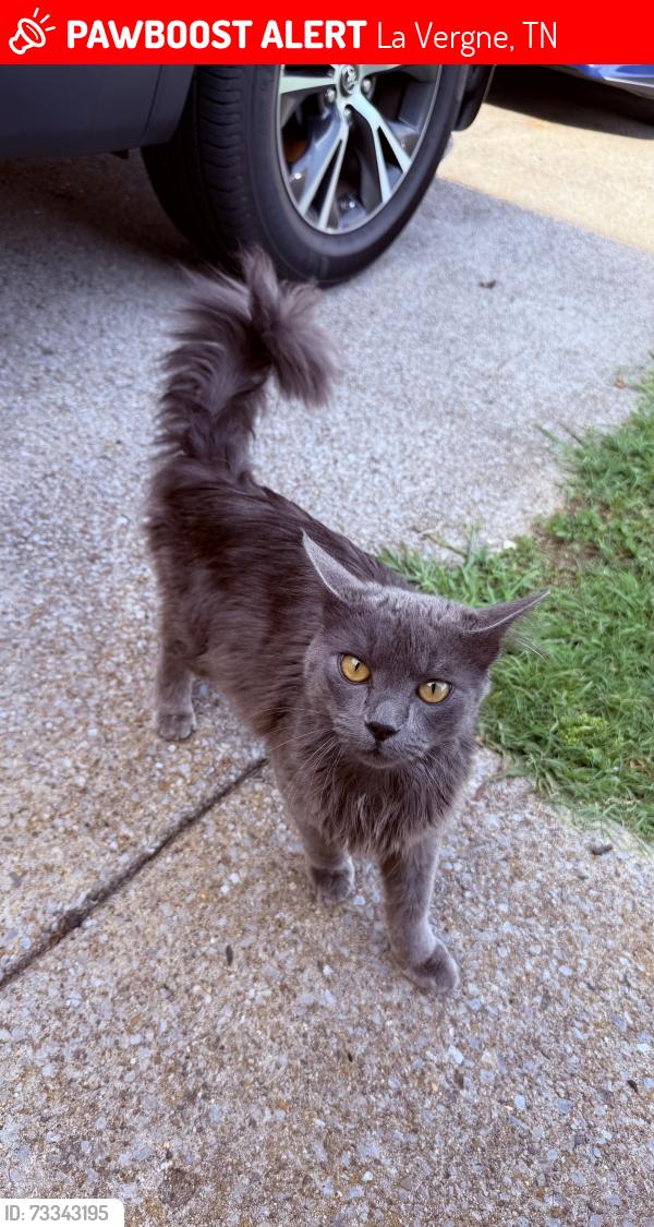 Lost Male Cat last seen near hses by walmart in La vergne, La Vergne, TN 37086