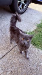 Lost Male Cat last seen near hses by walmart in La vergne, La Vergne, TN 37086