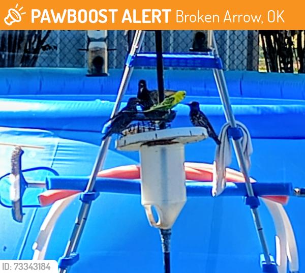 Found/Stray Unknown Bird last seen East 37th Street South and South 209th, Broken Arrow, OK 74014