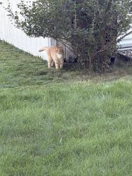 Found/Stray Unknown Cat last seen Hosanna Church, Mankato, MN 56001