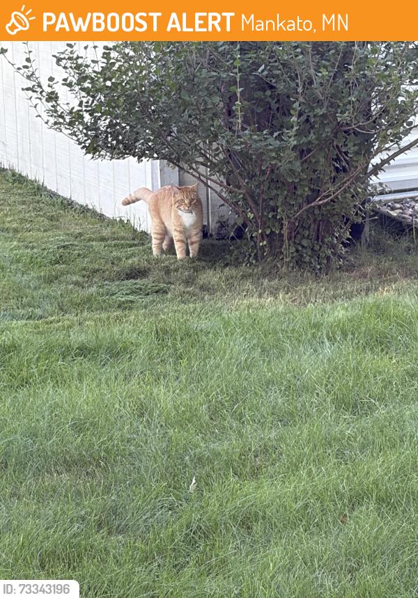 Found/Stray Unknown Cat last seen Hosanna Church, Mankato, MN 56001