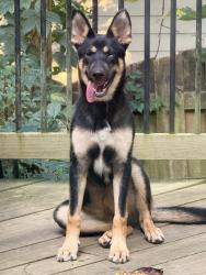 Found/Stray Female Dog last seen W Nancy creek, Atlanta, GA 30319