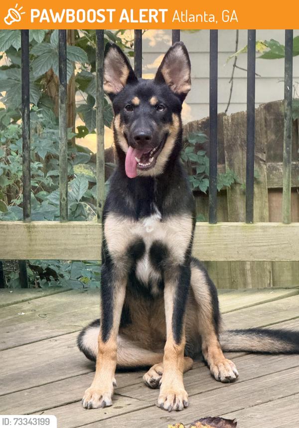 Found/Stray Female Dog last seen W Nancy creek, Atlanta, GA 30319