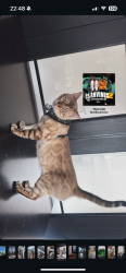 Lost Male Cat last seen Denker and 107th, Los Angeles, CA 90047