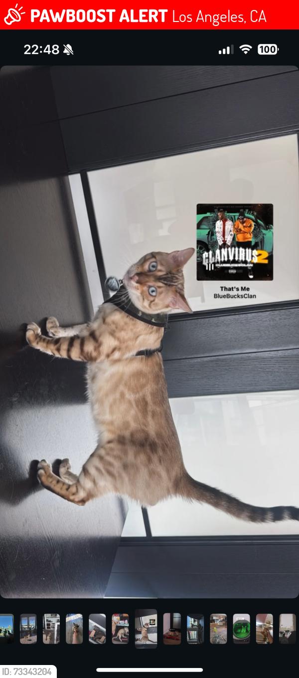 Lost Male Cat last seen Denker and 107th, Los Angeles, CA 90047