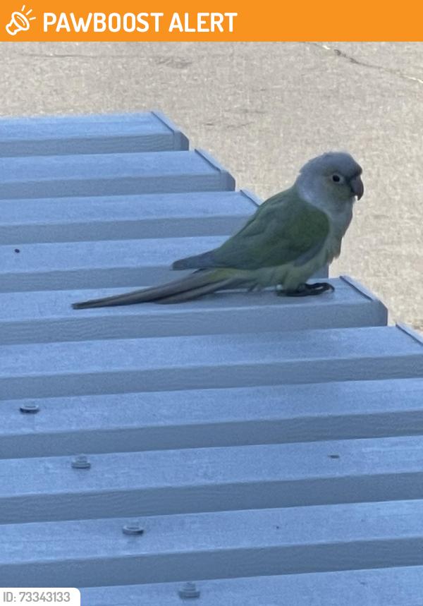 Found/Stray Unknown Bird last seen Garfield, beach, by car lot backed neighborhood, Huntington Beach, CA 92648
