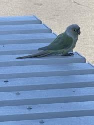 Found/Stray Unknown Bird last seen Garfield, beach, by car lot backed neighborhood, Huntington Beach, CA 92648