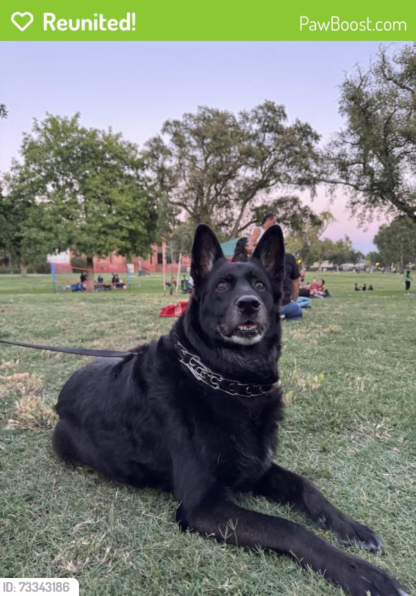 Reunited Female Dog last seen Near W Harding Way, Stockton, CA 95203, USA, Stockton, CA 95203