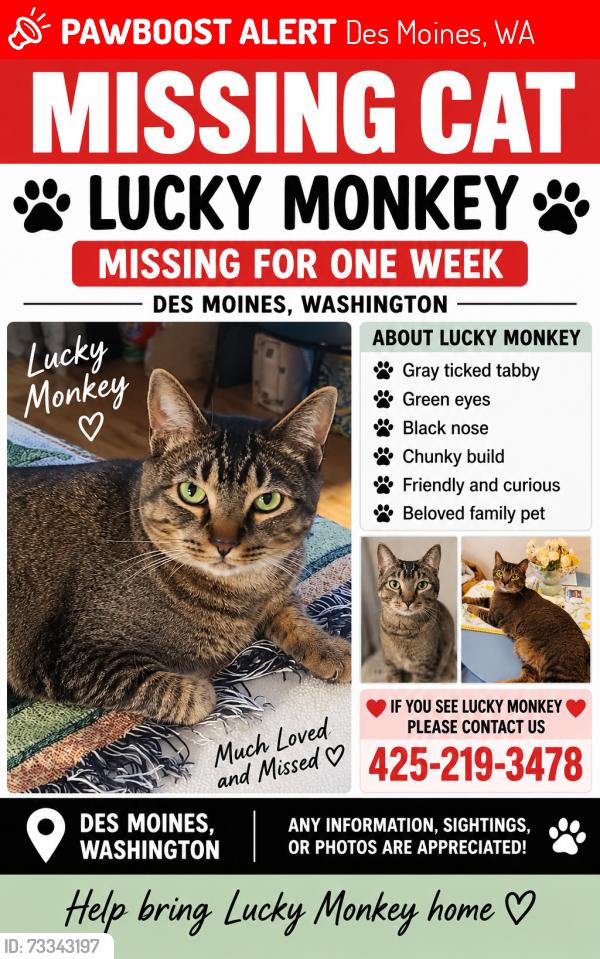 Lost Male Cat last seen Near 16th Ave South, Des Moines, WA 98198, Des Moines, WA 98198