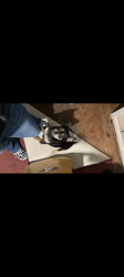 Lost Female Dog last seen Chapel Hill, Douglasville, GA 30135