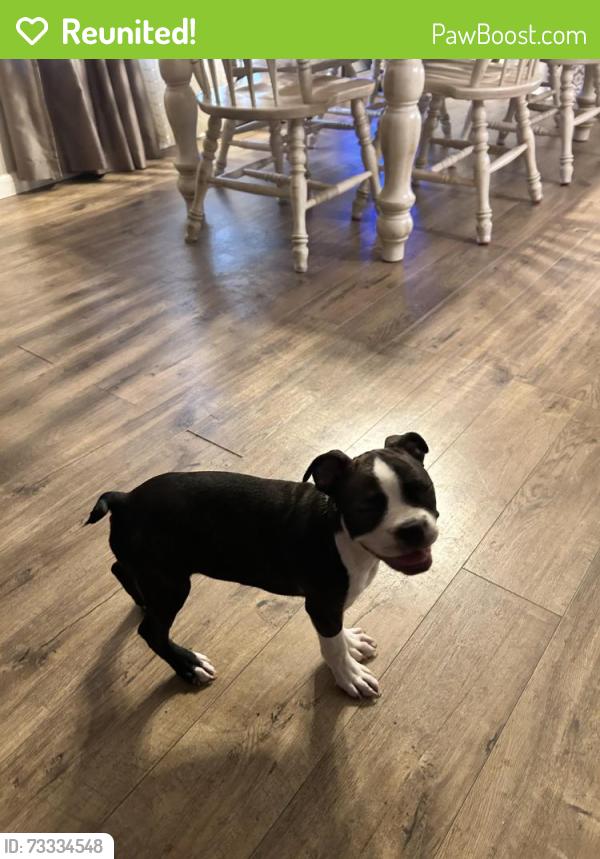 Reunited Male Dog last seen Timberview/Rimline, San Antonio, TX 78251