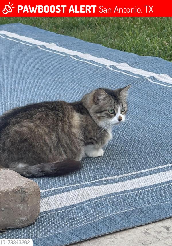 Lost Female Cat last seen Burnside Dr & Robin Rest, San Antonio, TX 78209