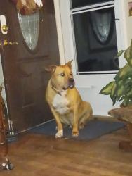 Lost Male Dog last seen Melmack Dr & Syfert Ln, Nashville, TN 37211