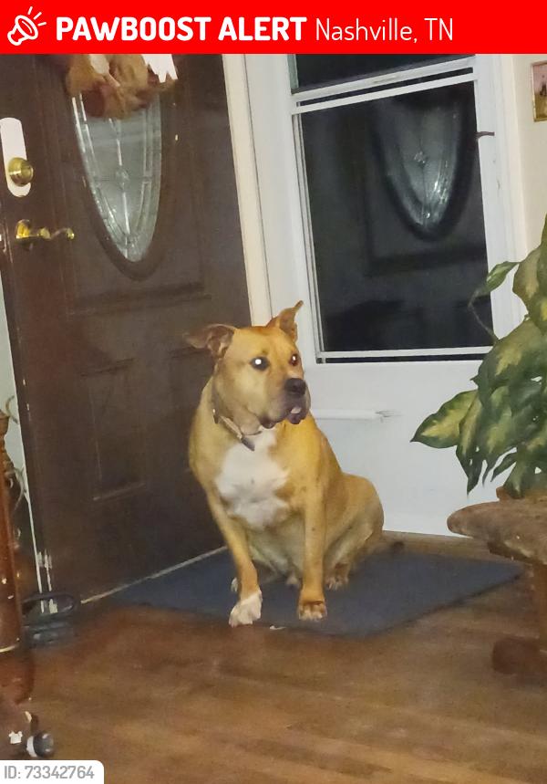 Lost Male Dog last seen Melmack Dr & Syfert Ln, Nashville, TN 37211