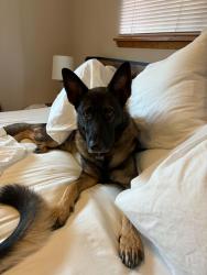 Reunited Male Dog last seen 91st and portland, Tacoma, WA 98445