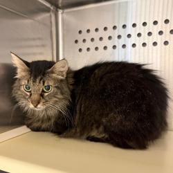 Shelter Stray Unknown Cat last seen , 3428 S Jenkins Ave, Norman, OK 73072, USA