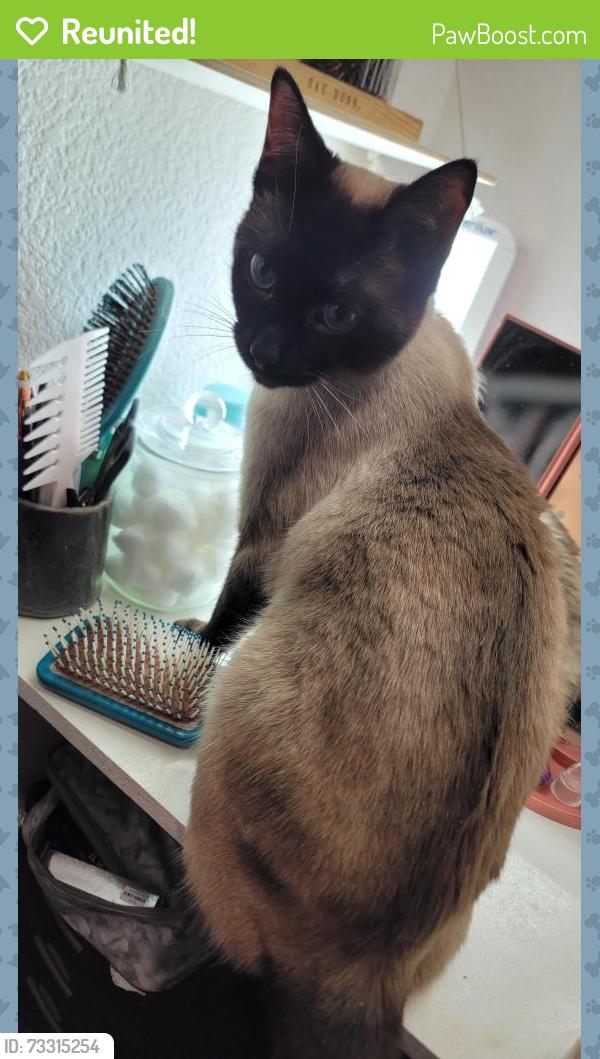 Reunited Female Cat last seen East of Hwy 6 right across the street to the USDA pasture and south of 19th. West of 14 Lincoln school., Mandan, ND 58554