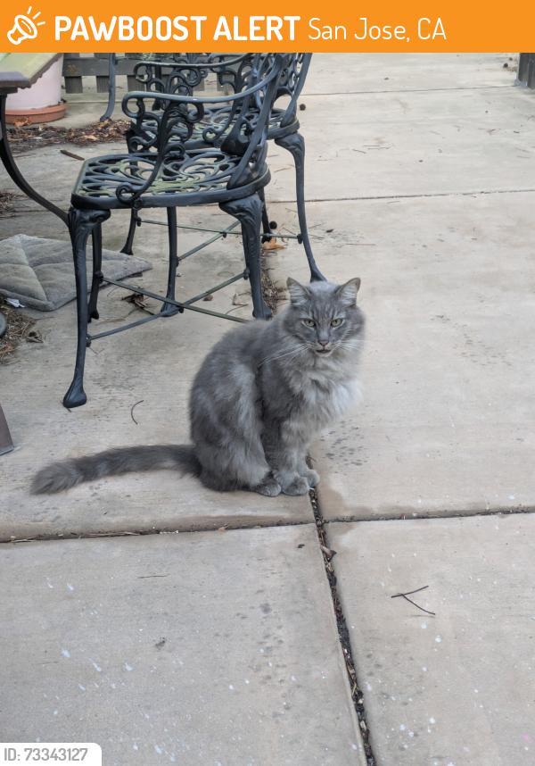 Found/Stray Unknown Cat last seen Monroe and Moorpark, San Jose, CA 95117