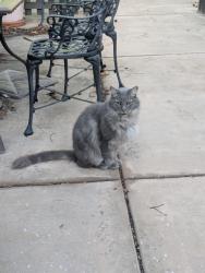 Found/Stray Unknown Cat last seen Monroe and Moorpark, San Jose, CA 95117