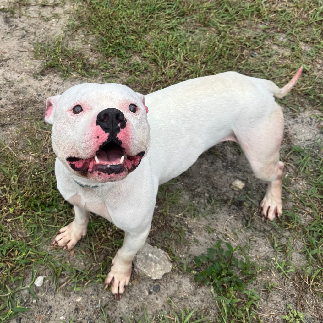 Shelter Stray Male Dog last seen , 8464 Beach Blvd, Jacksonville, FL 32216, USA
