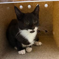 Shelter Stray Female Cat last seen , Animal Care & Control Team of Philly, 111 W Hunting Park Ave, Philadelphia, PA 19140, USA