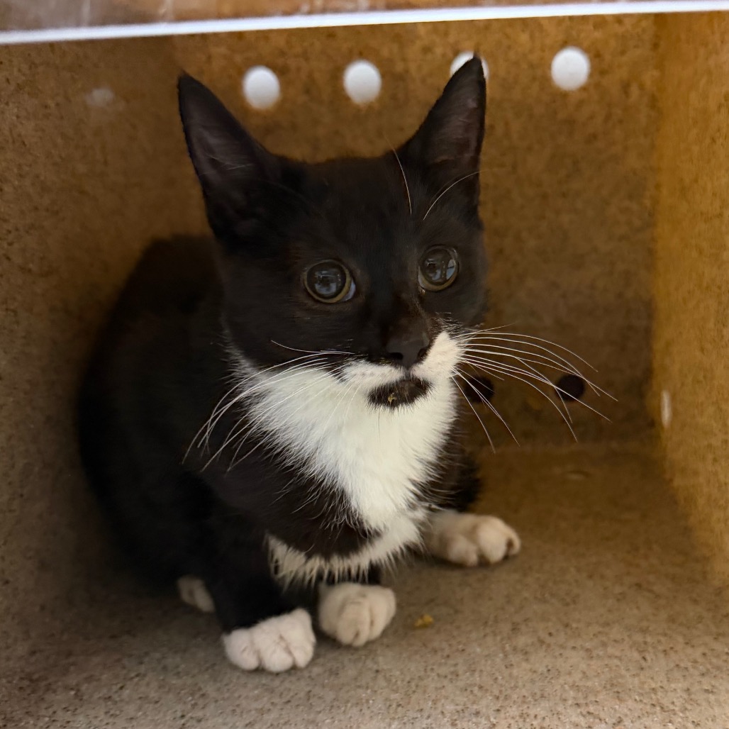 Shelter Stray Female Cat last seen , Animal Care & Control Team of Philly, 111 W Hunting Park Ave, Philadelphia, PA 19140, USA