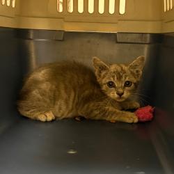 Shelter Stray Female Cat last seen , Animal Care & Control Team of Philly, 111 W Hunting Park Ave, Philadelphia, PA 19140, USA
