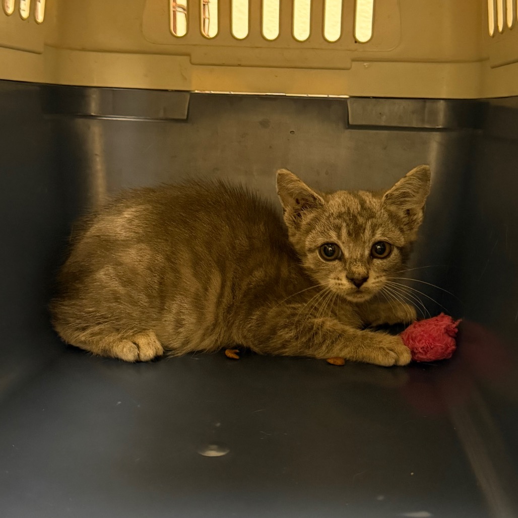 Shelter Stray Female Cat last seen , Animal Care & Control Team of Philly, 111 W Hunting Park Ave, Philadelphia, PA 19140, USA