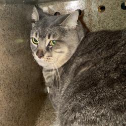 Shelter Stray Male Cat last seen , Animal Care & Control Team of Philly, 111 W Hunting Park Ave, Philadelphia, PA 19140, USA