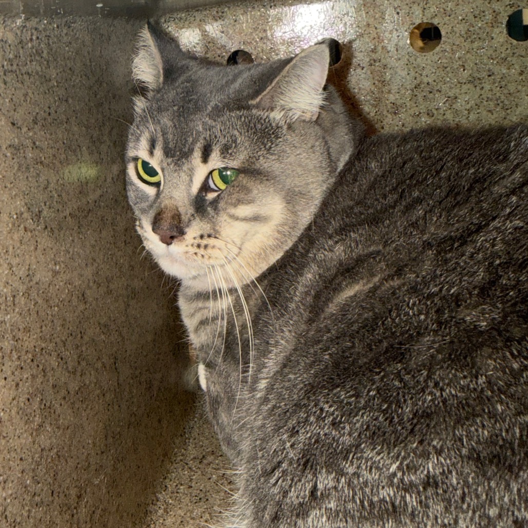 Shelter Stray Male Cat last seen , Animal Care & Control Team of Philly, 111 W Hunting Park Ave, Philadelphia, PA 19140, USA