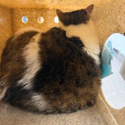Shelter Stray Male Cat last seen , Animal Care & Control Team of Philly, 111 W Hunting Park Ave, Philadelphia, PA 19140, USA