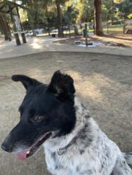 Lost Male Dog last seen Hey 99, Turlock, CA 95380
