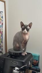 Reunited Male Cat last seen The Cavalry, Arborfield, Berkshire, England RG2 9ZE