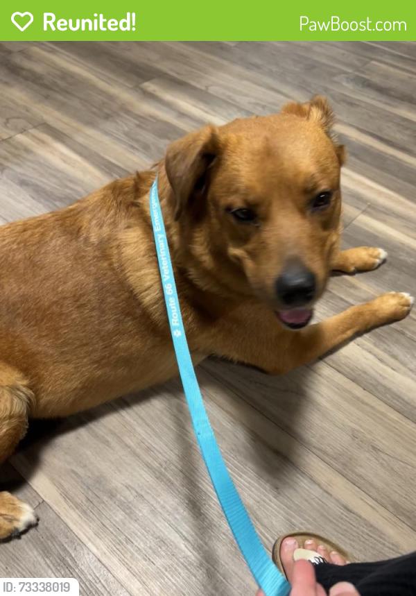 Reunited Female Dog last seen San Rafael Ave SE and Richmond Drive SE, Albuquerque, NM 87106
