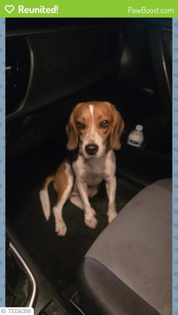 Reunited Male Dog last seen Nolte Rd, St. Cloud, FL 34769