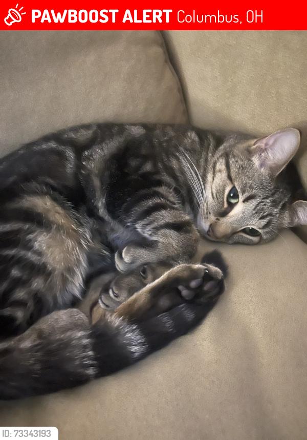 Lost Male Cat last seen Lavender Lane and Dupler Lane, Columbus, OH 43207