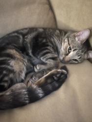 Lost Male Cat last seen Lavender Lane and Dupler Lane, Columbus, OH 43207