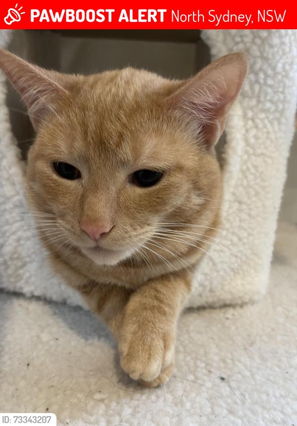 Lost Male Cat last seen Lord Street and Short Street, North Sydney, NSW 2060