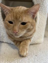 Lost Male Cat last seen Lord Street and Short Street, North Sydney, NSW 2060